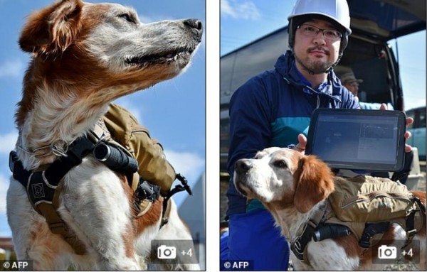 太给力！搜救犬也有智能背心了